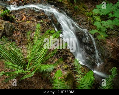 WA21023-00...WASHINGTON - Lower Cavern Falls auf Cascade Creek im Moran State Park auf Orcas Island. Stockfoto