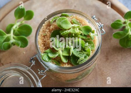 Vorbereitung einer hausgemachten Kräuter Sirup gegen Erkältung aus Silber spurflower und Rohrzucker Stockfoto