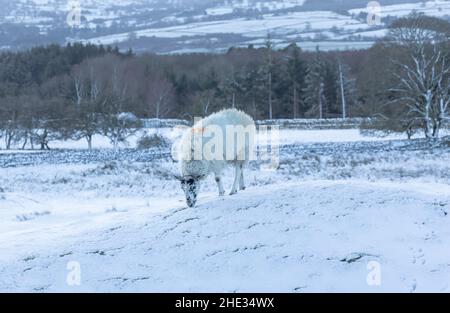 Einzelne Schafe weiden in schneebedeckten Weideland in den Yorkshire Dales, Großbritannien mit den hohen Fjells, Wald und Trockensteinmauern im Hintergrund. Hori Stockfoto