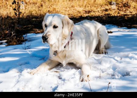 Platinfarbener Golden Retriever Hund, der im Schnee abkühlt; Tennessee Pass; Colorado; USA Stockfoto