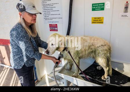 Frau, die einen schmutzigen, platinfarbenen Golden Retriever Hund in einer automatisierten Hundewäsche badete Stockfoto