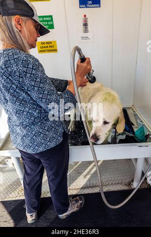 Frau, die einen schmutzigen, platinfarbenen Golden Retriever Hund in einer automatisierten Hundewäsche badete Stockfoto