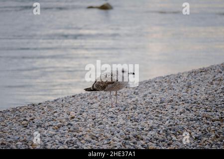 Graue Möwe steht am Kiesstrand der Stadt Rovinj, Kroatien während eines ruhigen, stillen Sonnenuntergangs im Winter Stockfoto