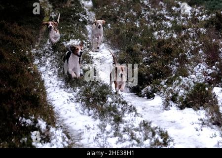 Innerleithen, Großbritannien. 08th Januar 2022. Lauderdale Hunt, Hounds Running, while in the Moorfoot Hills in Leithen Water Valley outside Innerleithen in the Scottish Borders ( Quelle: Rob Gray/Alamy Live News Stockfoto