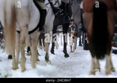 Innerleithen, Großbritannien. 08th Januar 2022. Ein Hund von der Lauderdale Hunt, mit MFH Claire Bellamy läuft im Schnee in den Moorfoot Hills im Leithen Water Valley außerhalb Innerleithen in den Scottish Borders ( Quelle: Rob Gray/Alamy Live News Stockfoto