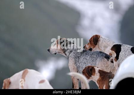 Innerleithen, Großbritannien. 08th Januar 2022. Mit Blick über das Tal unten, hunde von der Lauderdale Hunt, angeführt von MFH Claire Bellamy. Während der Jagd am Samstag, dem 08. Januar 2022, in den Moorfoot Hills im Leithen Water Valley außerhalb von Innerleithen in den Scottish Borders ( Quelle: Rob Gray/Alamy Live News Stockfoto