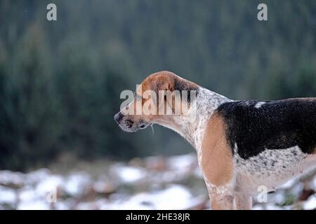 Innerleithen, Großbritannien. 08th Januar 2022. Mit Blick über das Tal unten, hunde von der Lauderdale Hunt, angeführt von MFH Claire Bellamy. Während der Jagd am Samstag, dem 08. Januar 2022, in den Moorfoot Hills im Leithen Water Valley außerhalb von Innerleithen in den Scottish Borders ( Quelle: Rob Gray/Alamy Live News Stockfoto