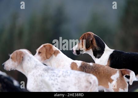 Innerleithen, Großbritannien. 08th Januar 2022. Mit Blick über das Tal unten, hunde von der Lauderdale Hunt, angeführt von MFH Claire Bellamy. Während der Jagd am Samstag, dem 08. Januar 2022, in den Moorfoot Hills im Leithen Water Valley außerhalb von Innerleithen in den Scottish Borders ( Quelle: Rob Gray/Alamy Live News Stockfoto