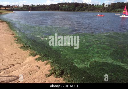 Der Strand des Sees dringt in das grüne Gras ein Stockfoto