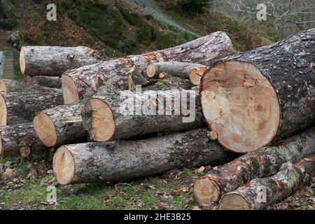 Große gesägte Holzstämme, die am Straßenrand gestapelt wurden, wurden geschnitten, nachdem die Bäume von Storm Arwen, Cumbria, Großbritannien, niedergeblasen wurden Stockfoto