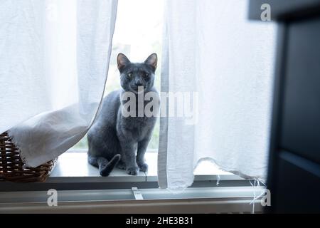 Close up niedlich lustige graue russische blaue Katze schauen vor dem Fenster. Hinter weißen Vorhängen Stockfoto