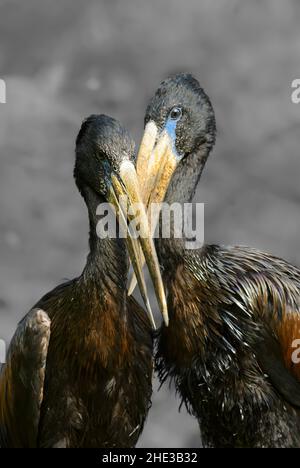African Openbill - Anastomus lamelligerus, Schwarzstorch aus afrikanischem Süßwasser und Grasland, Queen Elizabeth National Park, Uganda. Stockfoto