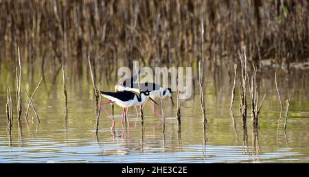 Schwarzhalsstelze (Himantopus mexicanus) auf der Suche nach Nahrung in den Lagunen von San Pedro, Ambergris Caye, Belize. Stockfoto