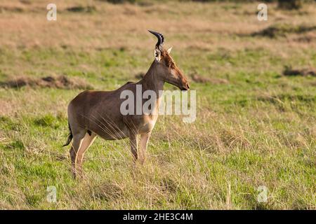 Hartebeest, Alcelaphus buselaphus, im Maasai Mara National Reserve in Kenia. Stockfoto