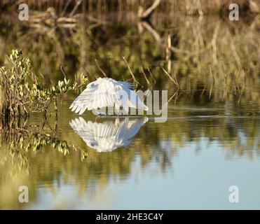 Ein großer Reiher (Ardea alba), der sich in der Lagune von San Pedro, Belize, reinigt. Stockfoto