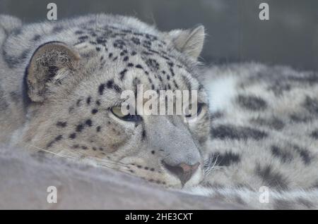 Nahaufnahme eines schlummenden Schneeleoparden Stockfoto