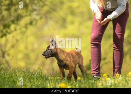 Malinois Welpenhund auf einer grünen Wiese mit Melonen im Frühjahr mit seiner Besitzerin. Welpen sind 12 Wochen alt. Stockfoto