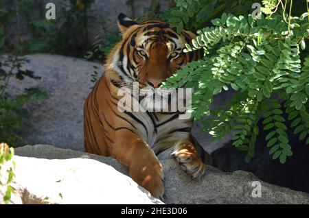 Ein sibirischer Tiger versteckt sich hinter einem Baum Stockfoto