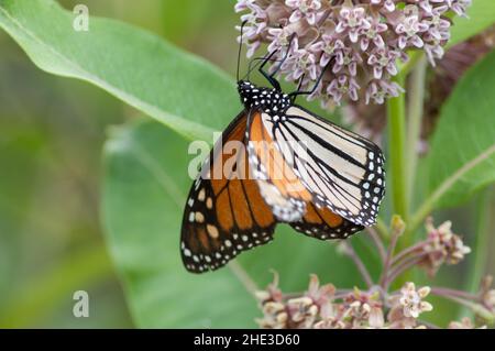 Monarch Butterfly (Danaus plexippus) ernährt sich von Milchkraut Stockfoto