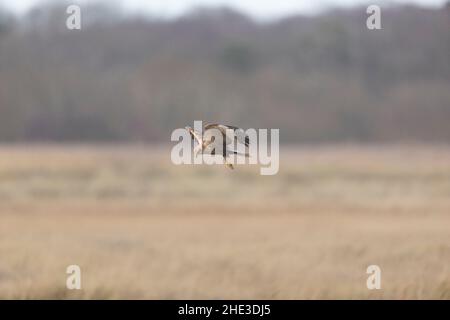 Marsh Harrier (Circus aeruginosus), erwachsenes Männchen, das über dem Reedbed fliegt, Suffolk, England, Dezember Stockfoto