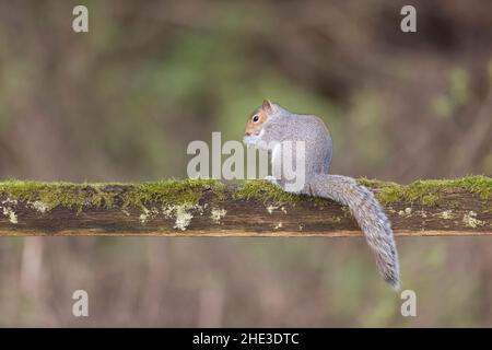 Eastern Grey Squirrel (Sciurus carolinensis) eingeführt Arten, Erwachsene sitzen auf Moos bedeckt Zaun, Suffolk, England, Dezember Stockfoto