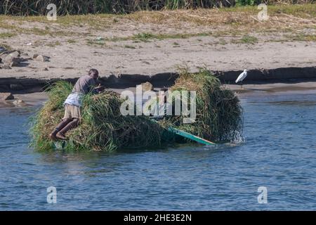 Ägyptische Dorfbewohner mit einem kleinen hölzernen Ruderboot, gefüllt mit einer Schilf- oder Grasernte im Nil in Ägypten. Stockfoto