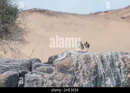 Ein Paar ägyptischer Gänse (Alopochen aegyptiaca), die sich auf einer Klippe mit den Sanddünen der Sahara hinter ihnen in Ägypten umgraben. Stockfoto