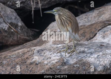 Ein Squacco-Reiher (Ardeola ralloides), der am Nil in Ägypten, Nordafrika, thront. Stockfoto