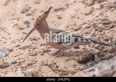 Der eurasische Wiedehopf (Upupa epops), der in Sand bei Assuan, Ägypten, Nahrungssuche macht. Stockfoto