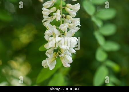 Akazienblüten blühende Akazienbürste auf den Baumpflanzen Stockfoto