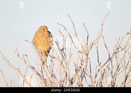 Ein gewöhnlicher Turmfalken (Falco tinnunculus), der auf einem Zweig mit frostigen Temperaturen thront. Stockfoto