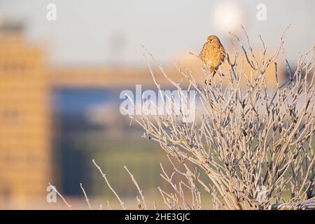 Ein gewöhnlicher Turmfalken (Falco tinnunculus), der auf einem Zweig mit frostigen Temperaturen thront. Stockfoto