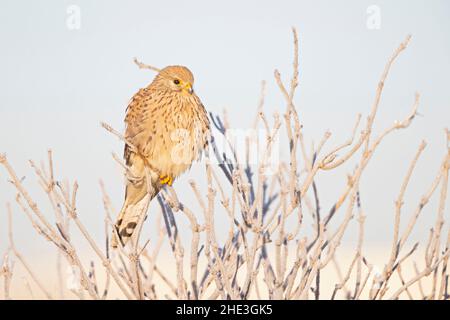 Ein gewöhnlicher Turmfalken (Falco tinnunculus), der auf einem Zweig mit frostigen Temperaturen thront. Stockfoto