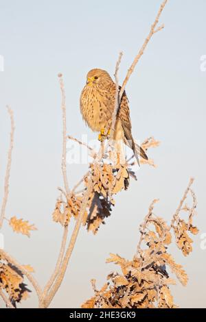 Ein gewöhnlicher Turmfalken (Falco tinnunculus), der auf einem Zweig mit frostigen Temperaturen thront. Stockfoto