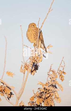 Ein gewöhnlicher Turmfalken (Falco tinnunculus), der auf einem Zweig mit frostigen Temperaturen thront. Stockfoto