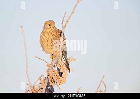 Ein gewöhnlicher Turmfalken (Falco tinnunculus), der auf einem Zweig mit frostigen Temperaturen thront. Stockfoto