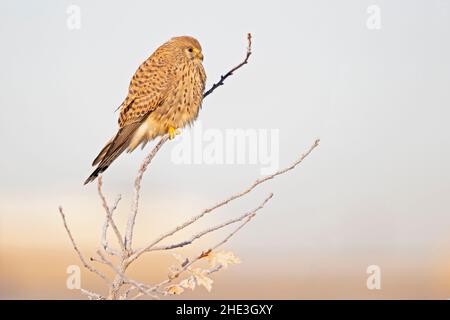 Ein gewöhnlicher Turmfalken (Falco tinnunculus), der auf einem Zweig mit frostigen Temperaturen thront. Stockfoto