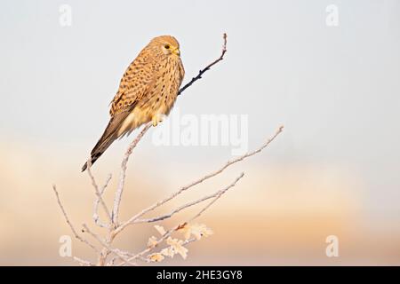 Ein gewöhnlicher Turmfalken (Falco tinnunculus), der auf einem Zweig mit frostigen Temperaturen thront. Stockfoto