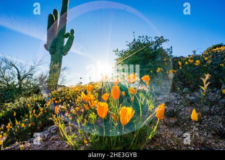 Saguaro Kaktus mit mexikanischem Goldmohn im Vordergrund mit heller Streulicht in der Nähe des Bartlett Lake im Tonto National Forest nordöstlich von Phoenix, Arizona. Stockfoto