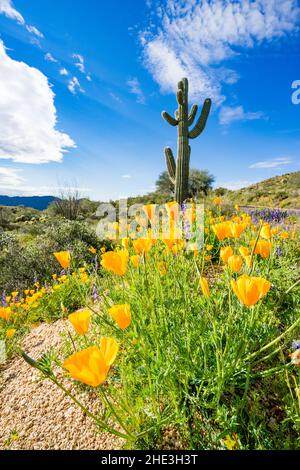 Saguaro Kaktus mit mexikanischem Goldmohn im Vordergrund nahe dem Bartlett Lake im Tonto National Forest nordöstlich von Phoenix, Arizona. Stockfoto