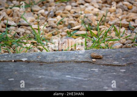 Eine Waldmaus (Apodemus sylvaticus), die Vogelfutter vom Boden frisst Stockfoto