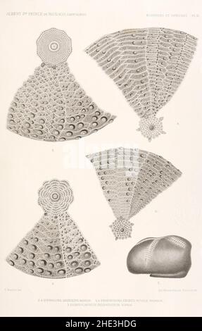 Résultats des campagnes scientifiques compliies sur son Yacht par Albert Ier - Fascicule XII (1898) planche 3. Stockfoto