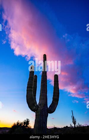 Saguaro Kaktus mit rosafarbener Wolke am Sonnenuntergang Bartlett Lake Area Tonto National Forest nordöstlich von Phoenix, AZ Stockfoto