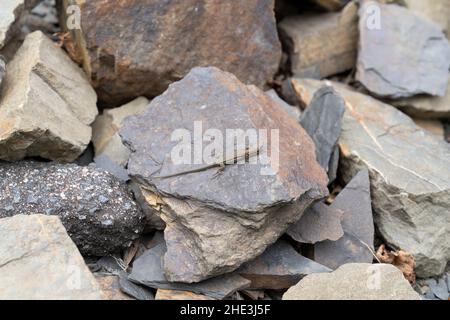 Die viviparöse Eidechse, Zootoca vivipara - ehemals Lacerta vivipara - Eurasisches Reptil, das auf Felsen in Agrtal-Deutschland ruht Stockfoto