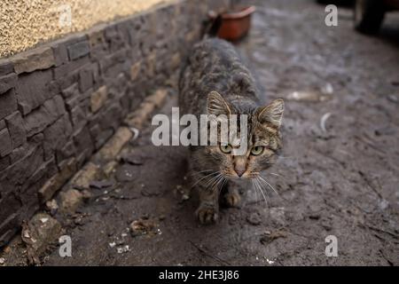 Eine graue Hauskatze läuft entlang der Straße Stockfoto