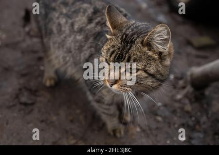 Eine graue Hauskatze läuft entlang der Straße Stockfoto