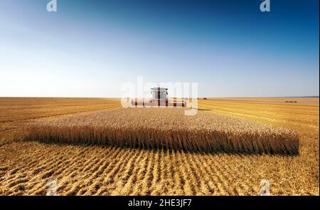 Mähdrescher erntet Weizen auf einem Feld an sonnigen Sommertagen. Stockfoto