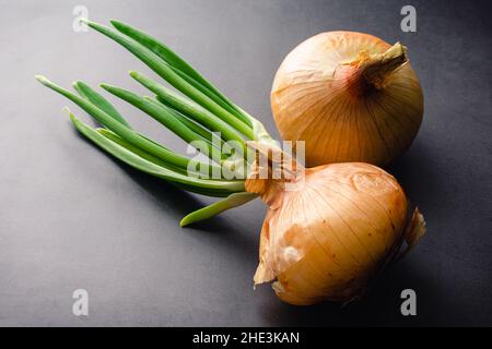 Gekeimt und ungekeimt Zwiebeln auf dunklem Hintergrund: Eine gelbe Zwiebel mit grünen Blättern oder Triebe, die neben einer ungekeimt Zwiebel keimen Stockfoto