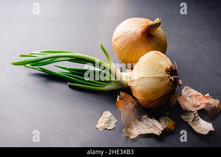 Gekeimt und ungekeimt Zwiebeln auf dunklem Hintergrund: Eine gelbe Zwiebel mit grünen Blättern oder Triebe, die neben einer ungekeimt Zwiebel keimen Stockfoto