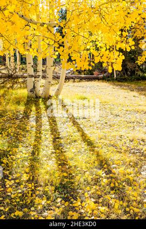 Lange Schatten, die von den Baumstämmen aus Aspen mit leuchtend gelben Blättern auf den mit Blättern übersäten Boden geworfen werden, Kaibab National Forest in der Nähe des De Motte Campground, AZ Stockfoto